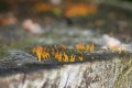 Quelques champignons miniatures sortent du tronc en décomposition 